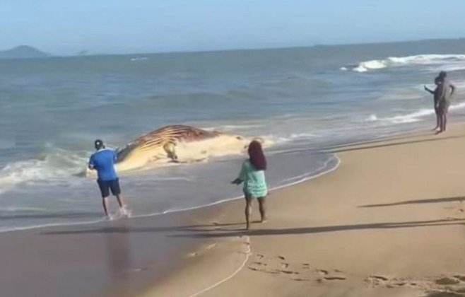 baleia-jubarte-e-tartaruga-sao-encontradas-mortas-na-orla-de-macae
