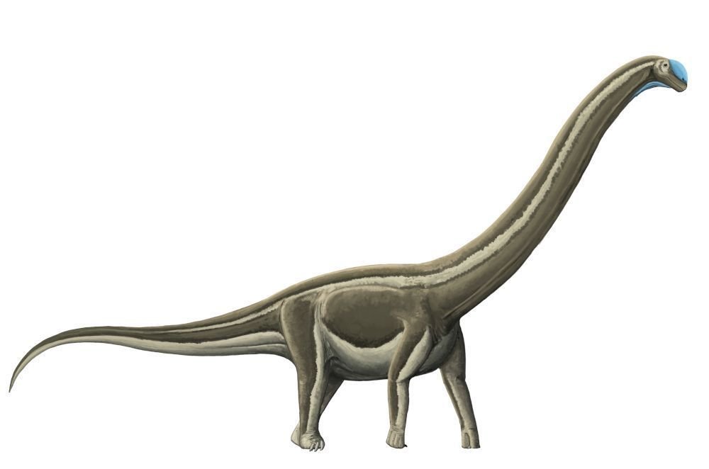 doenca-ossea-dizimou-dinossauros-pescocudos-no-atual-interior-de-sp