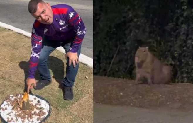 capivaras-“vandalas”-atacam-jardim-e-viram-atracao-em-barra-mansa