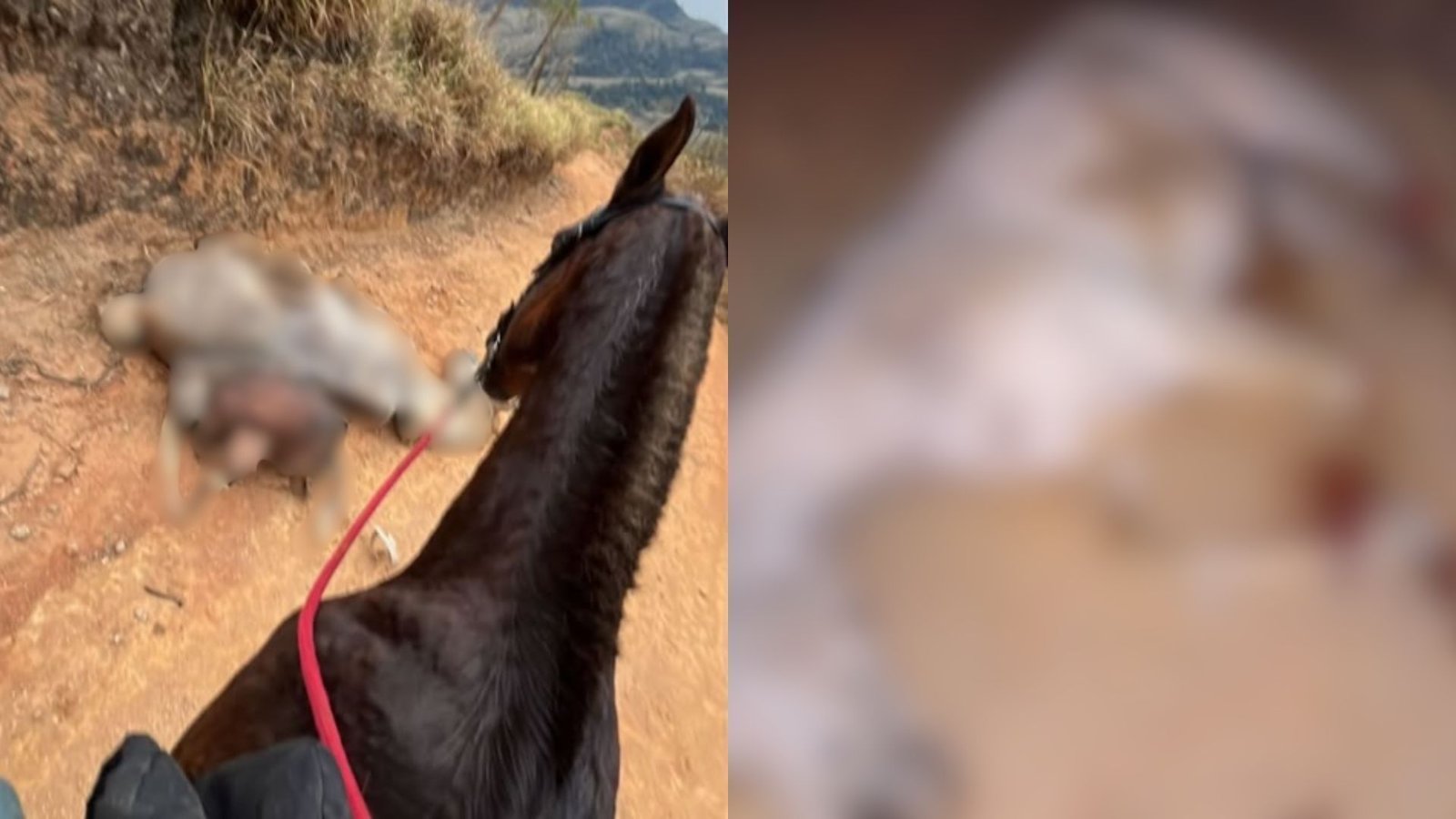cavalo-mutilado-em-sp:-o-que-sabemos-sobre-o-crime-em-sao-paulo