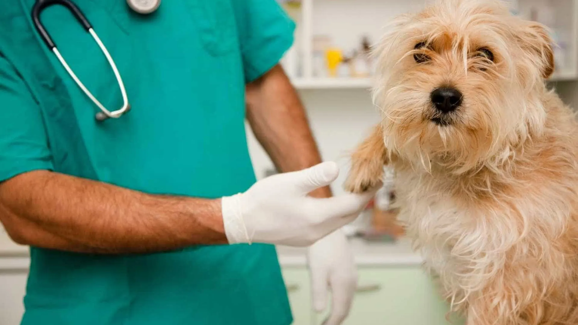 com-que-frequencia-levar-seu-pet-ao-veterinario?