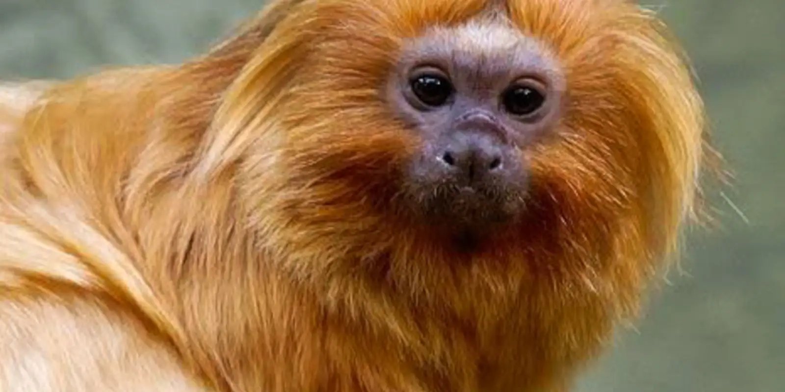 micos-leoes-dourados-resgatados-do-trafico-voltam-a-natureza