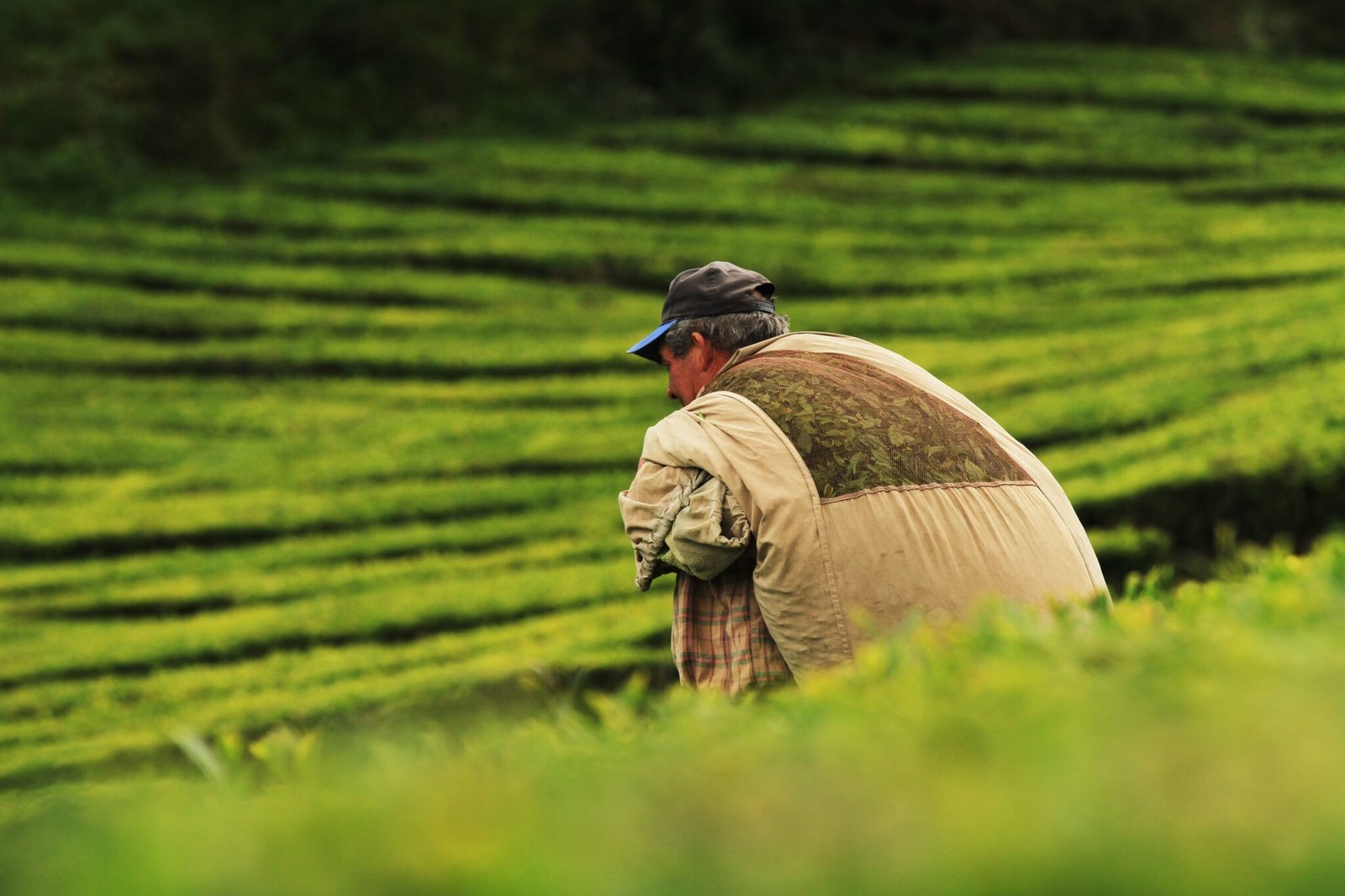 brasil-e-mexico-firmam-acordo-para-cooperacao-agropecuaria