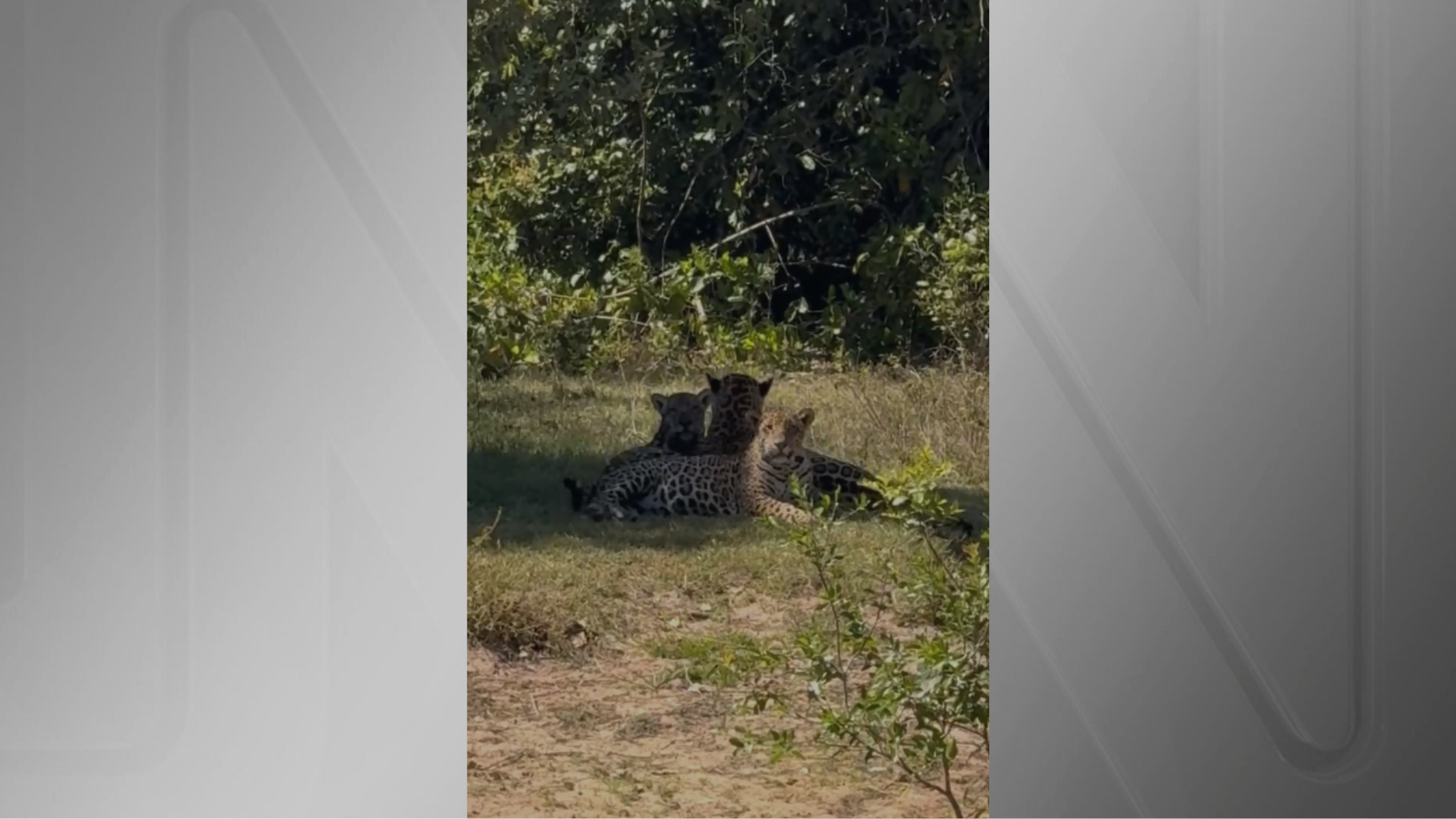video:-onca-pintada-com-filhotes-e-observada-no-pantanal-de-mt