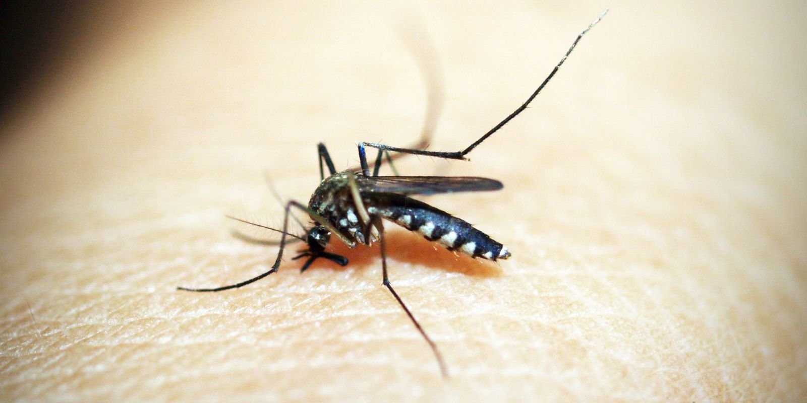casos-de-dengue-e-chikungunya-custaram-r$-1,2-bi-ao-sistema-de-saude