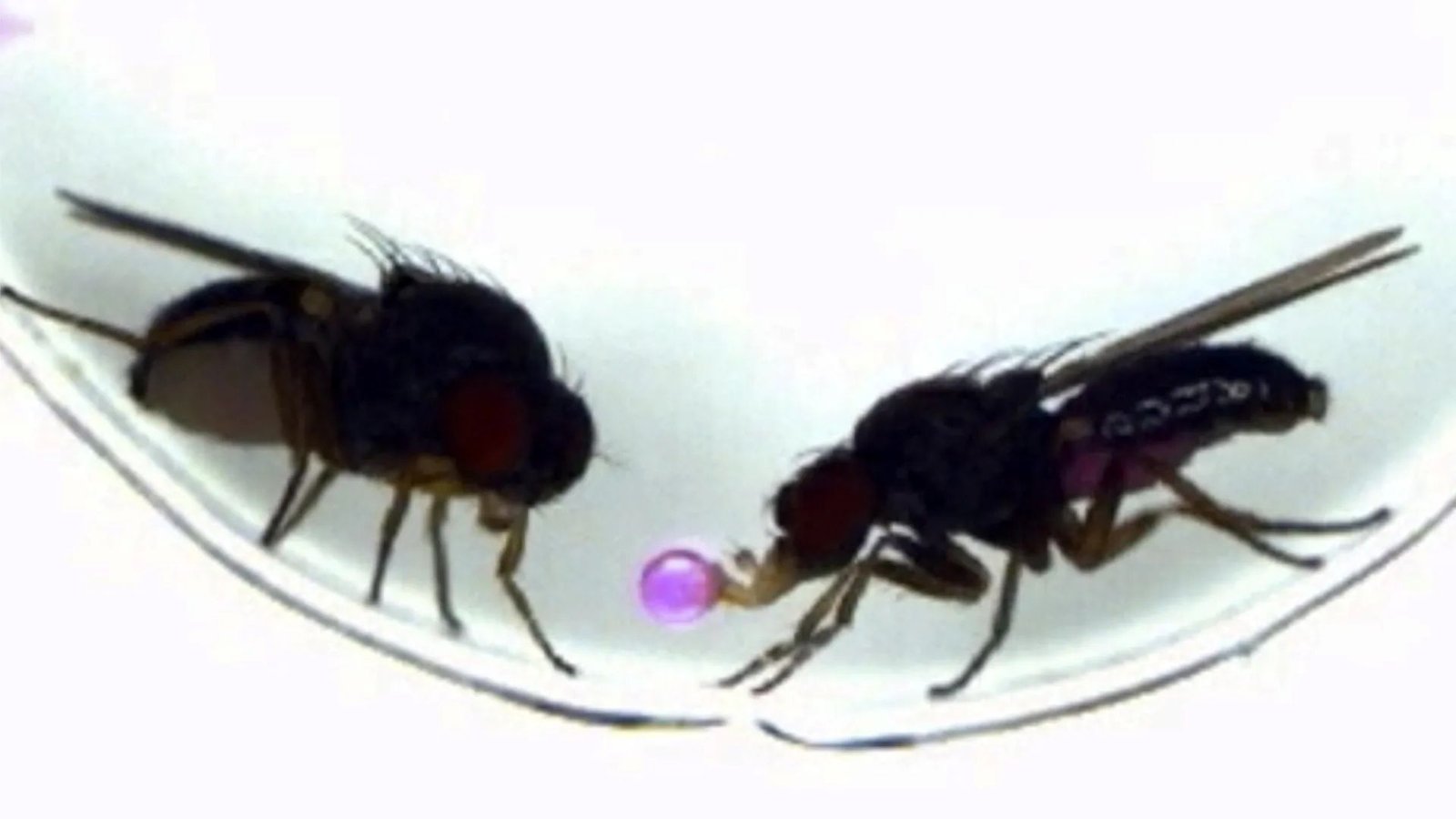 ativacao-de-gene-faz-mosca-da-fruta-copiar-ritual-sexual-de-outra-especie