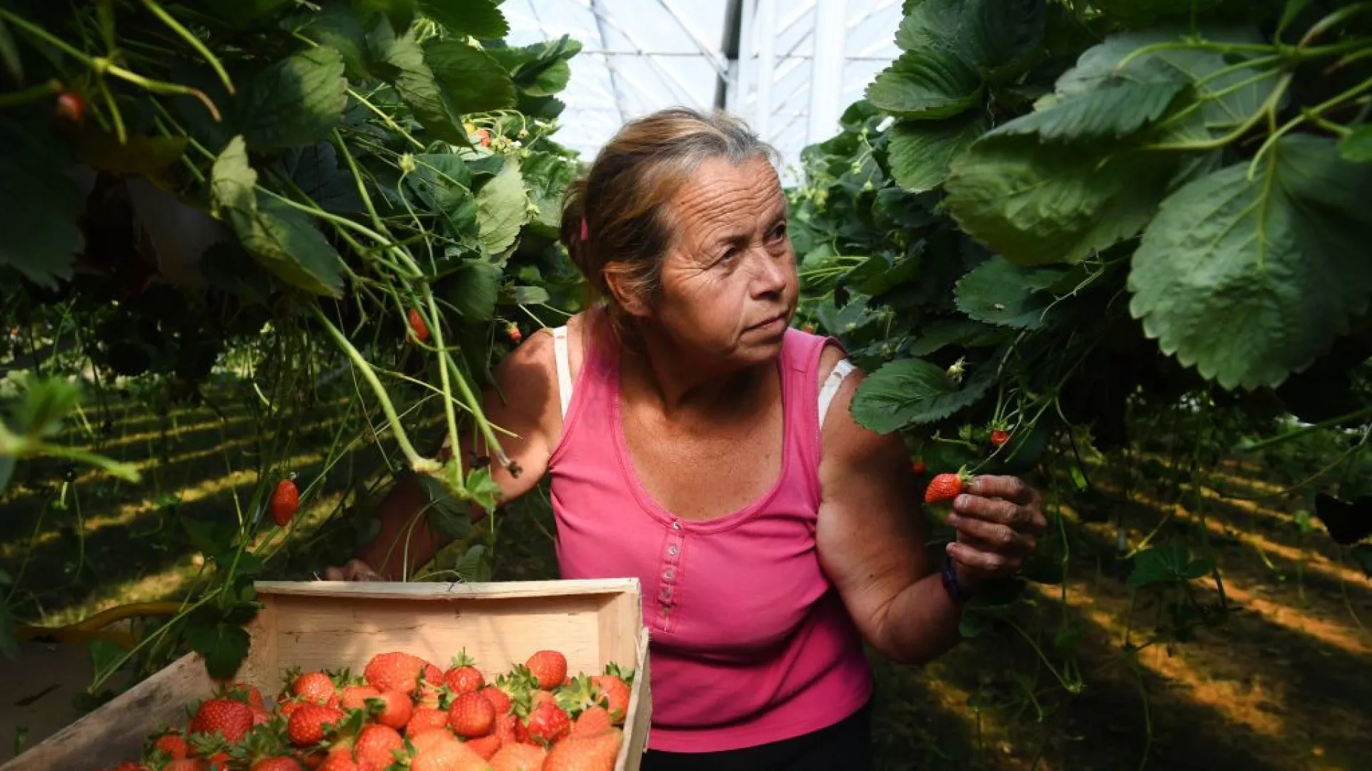 comidas-queridinhas-que-podem-desaparecer-em-breve