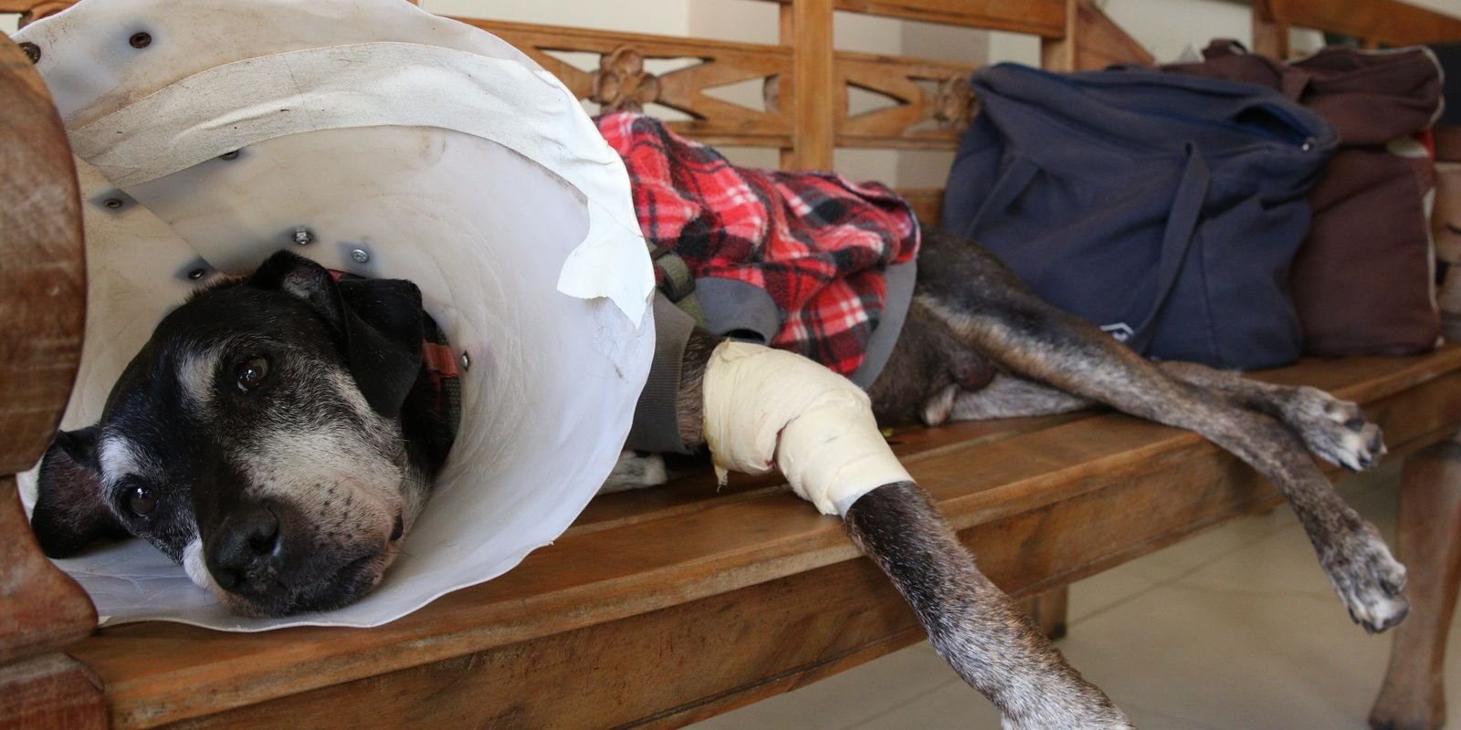 camara-aprova-projeto-que-tipifica-exercicio-ilegal-da-veterinaria