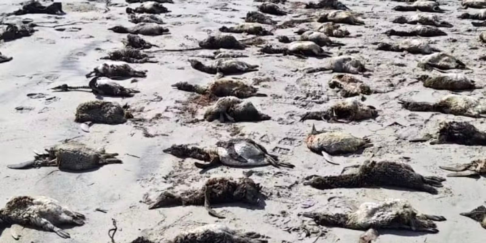 sp:-mais-de-100-pinguins-foram-encontrados-mortos-em-praias-do-litoral