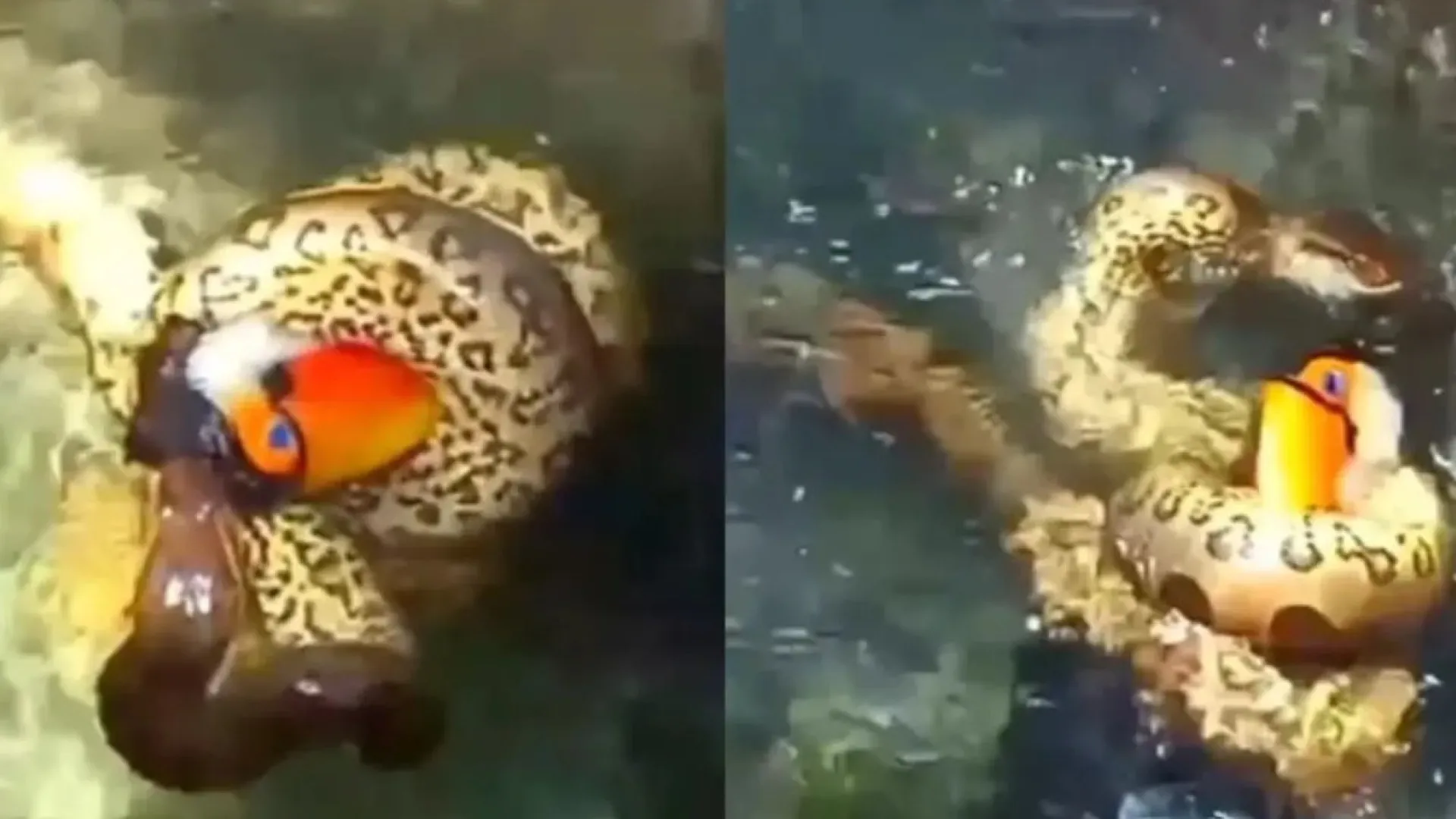 sucuri-devora-tucano-que-foi-beber-agua-em-bonito;-video