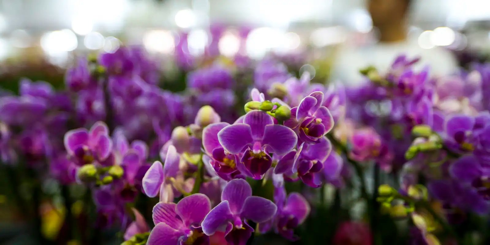 primavera-comeca-hoje-(22),-com-a-chegada-de-frente-fria