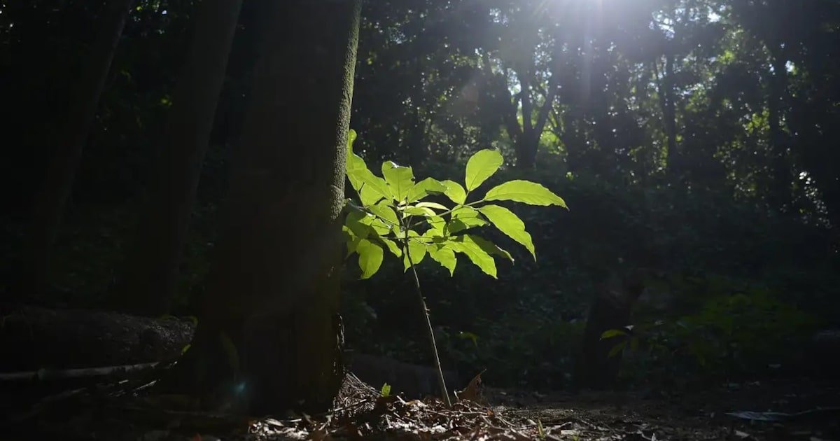 governo-tarcisio-lanca-programa-de-credito-de-carbono-para-restaurar-areas-publicas