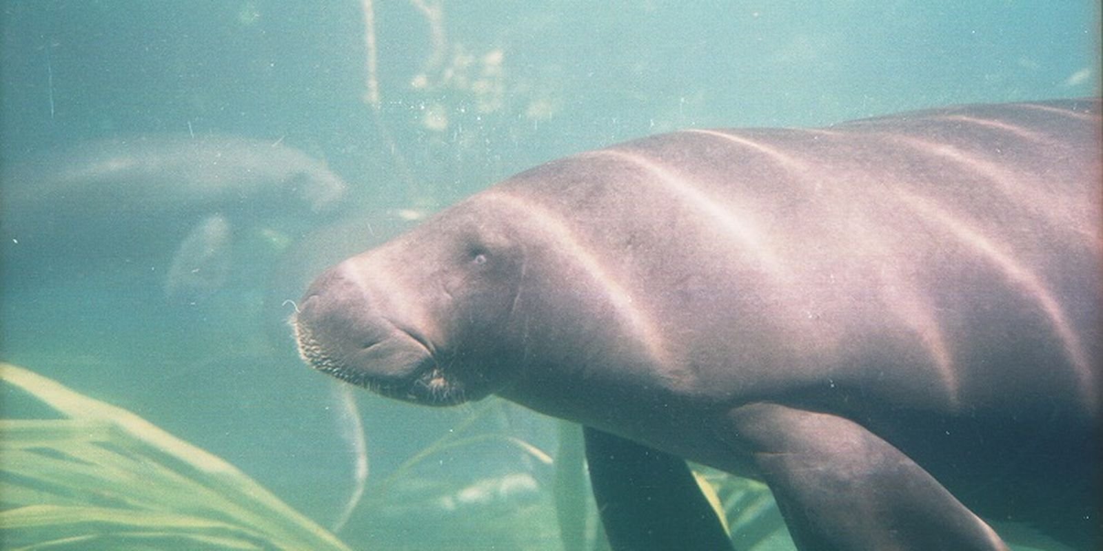 peixe-boi-e-reconhecido-como-patrimonio-cultural-natural-do-para