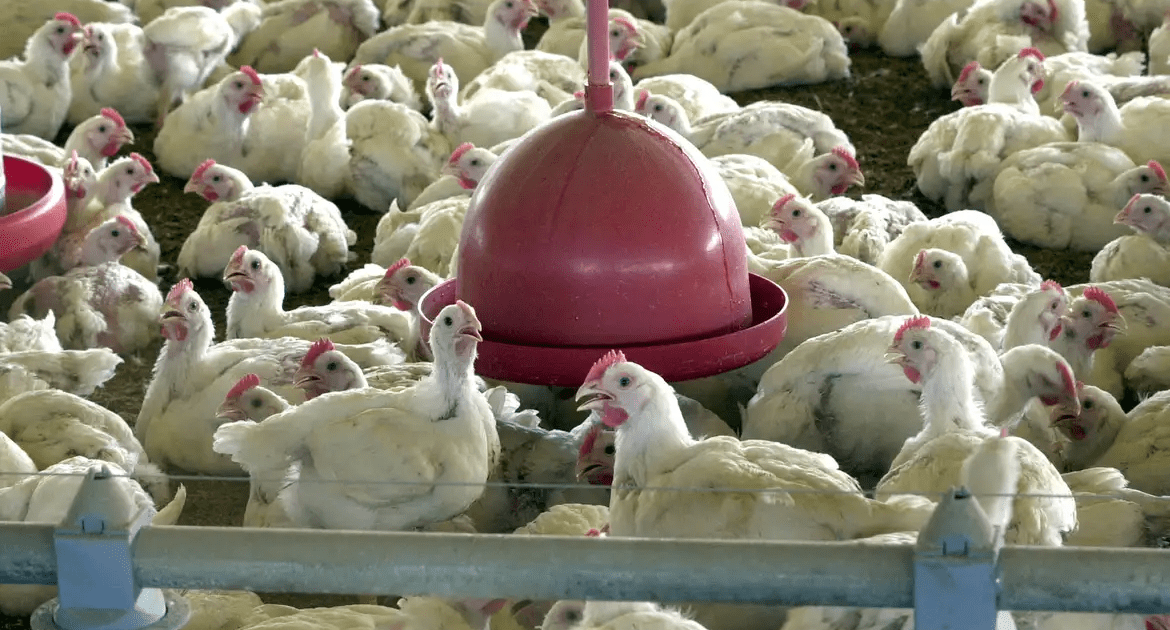 gripe-aviaria:-agricultura-prorroga-estado-de-emergencia-por-180-dias