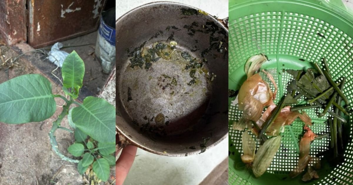 tres-de-quatro-pessoas-intoxicadas-com-“falsa-couve”-seguem-na-uti-em-mg