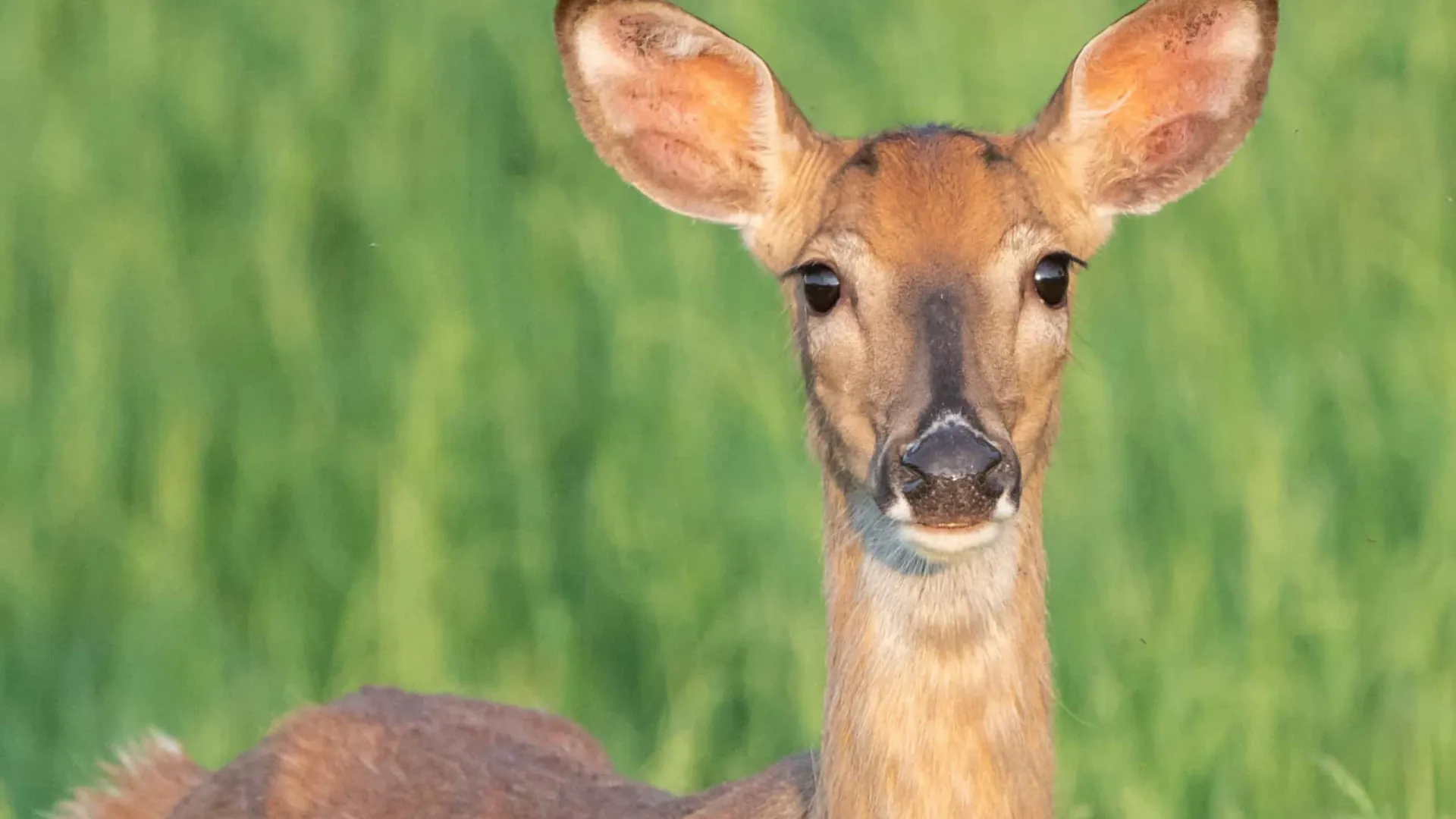 zumbis-da-vida-real-que-voce-nao-sabia-que-existiam