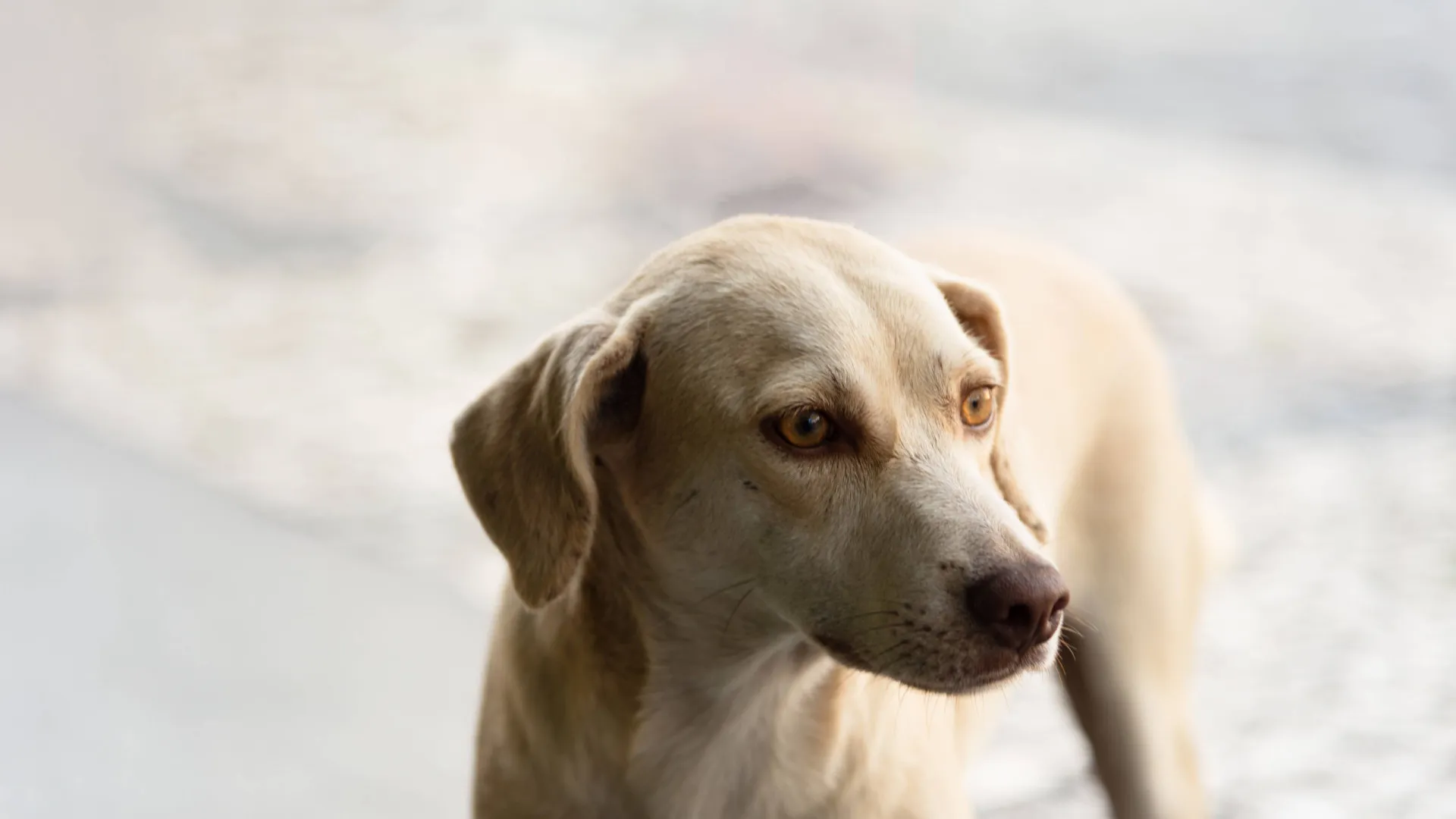 brasil-esta-entre-os-paises-com-mais-caes-do-mundo