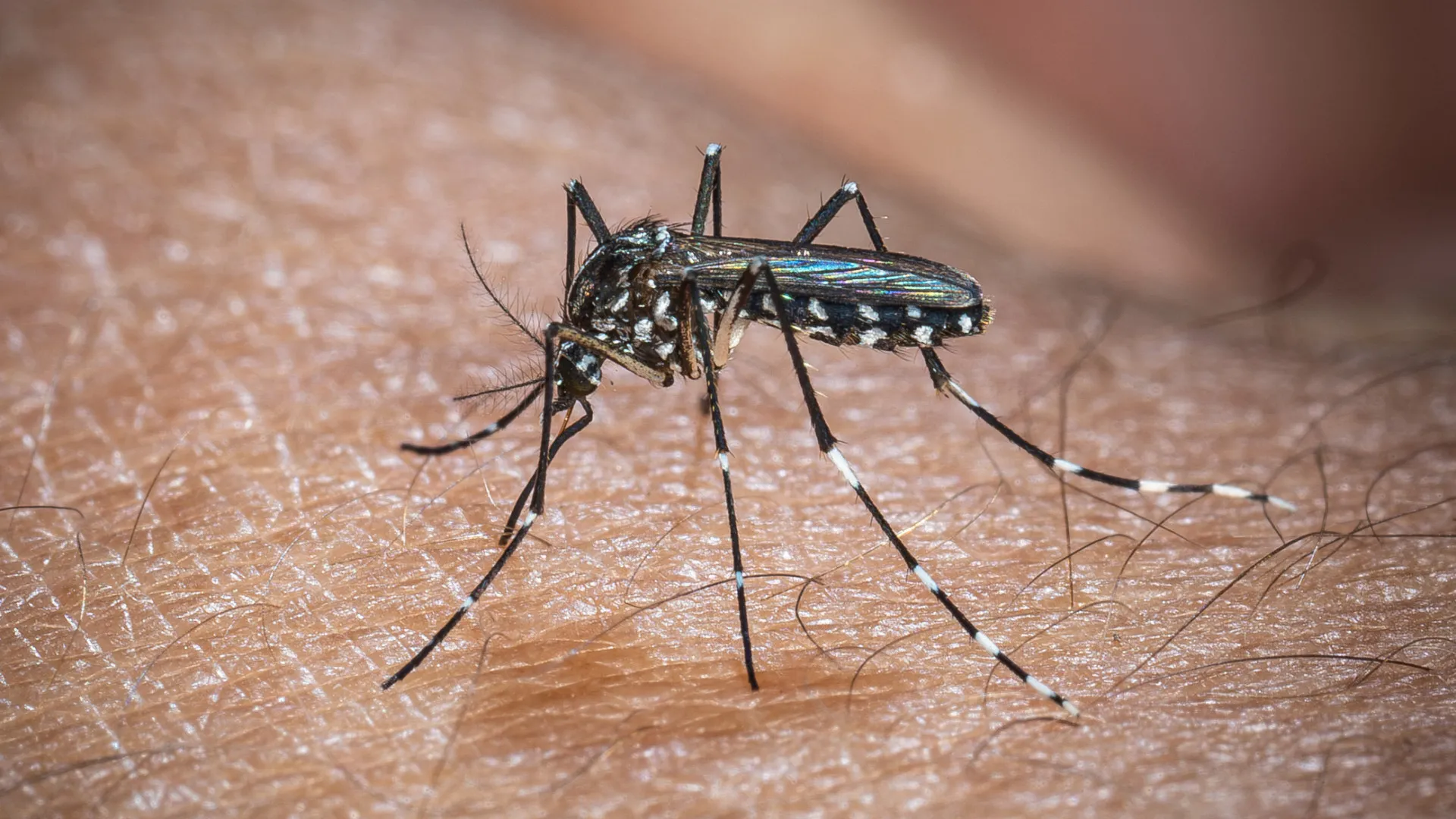 chikungunya-volta-a-atacar-nos-estados-unidos