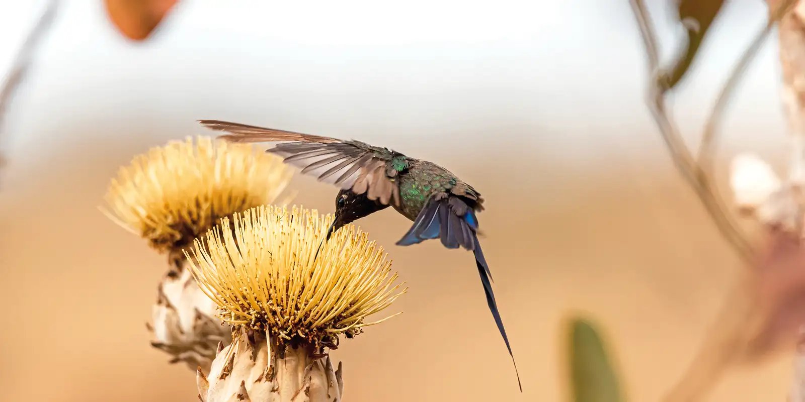 viva-maria-ecoa-as-vozes-femininas-do-cerrado