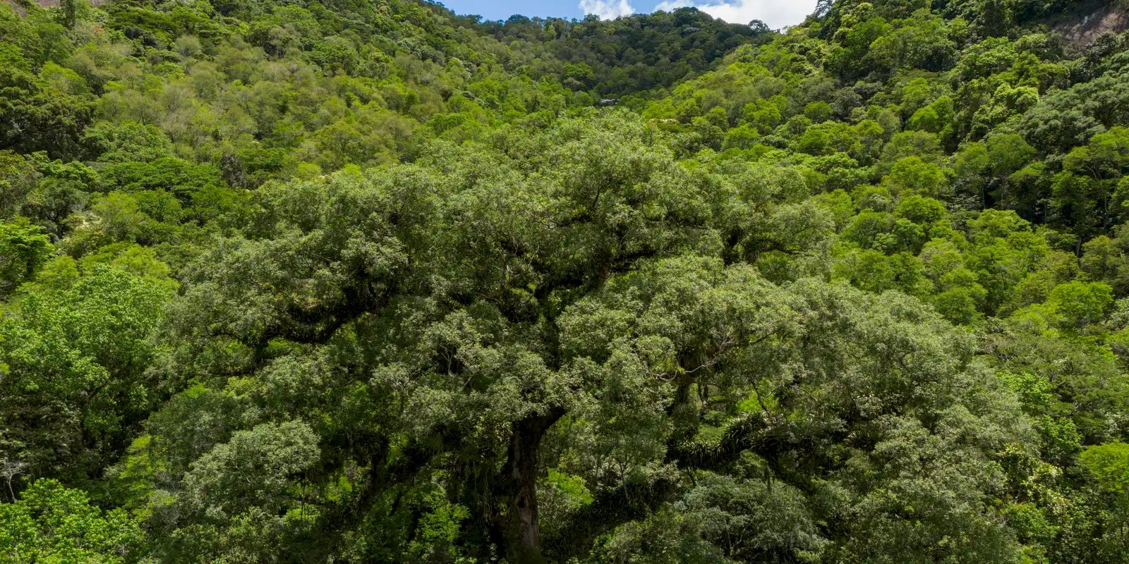 mata-atlantica-perde-2,4-milhoes-de-hectares-em-40-anos