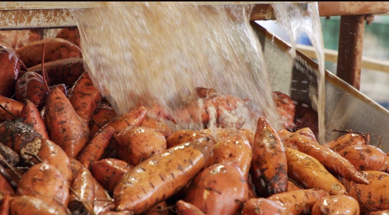 seca-aumenta-o-preco-da-batata-doce-em-sp