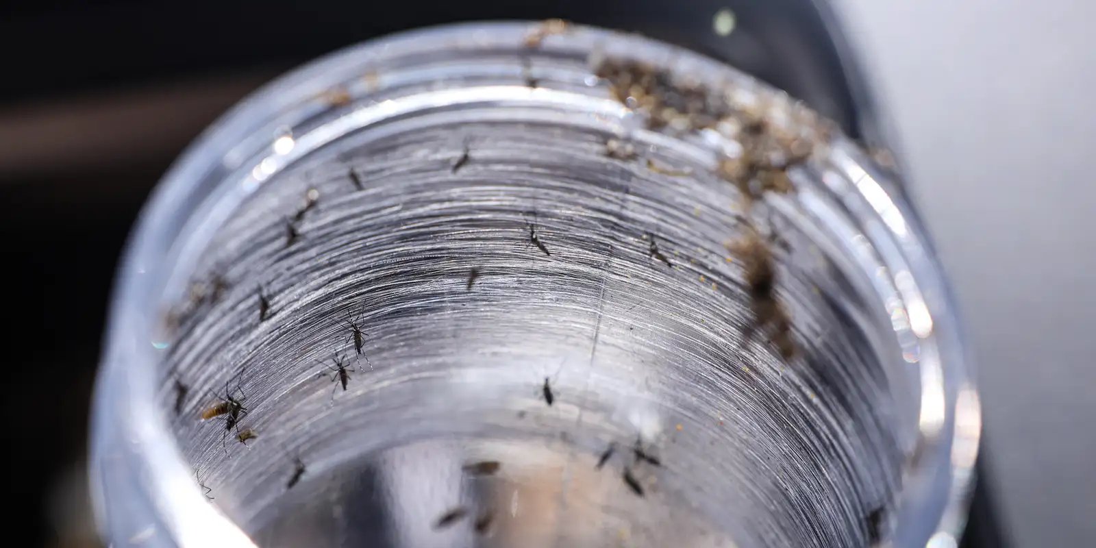 ministerio-da-saude-intensificara-mobilizacao-contra-dengue-no-brasil