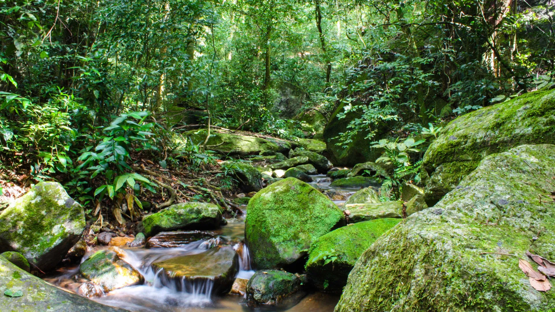 sos-mata-atlantica-mobiliza-setor-privado-para-conservacao-do-bioma