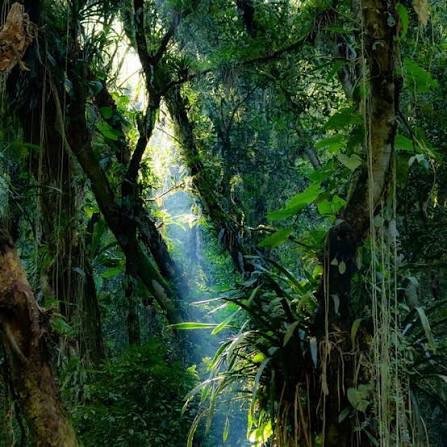 bndes-investe-r$7-bi-em-florestas