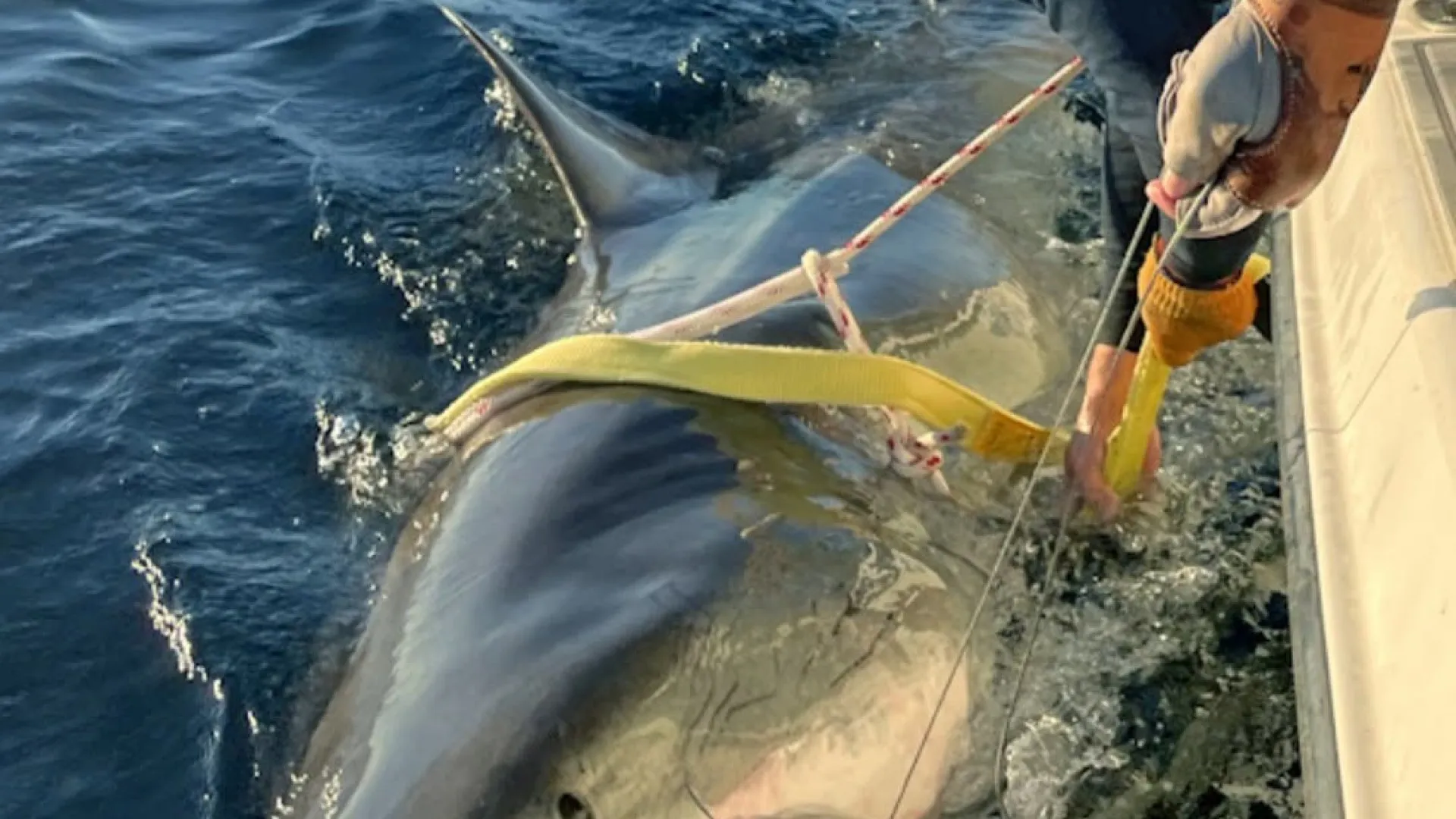 tubarao-branco-gigante-retorna-a-costa-dos-eua-apos-migracao-ao-canada