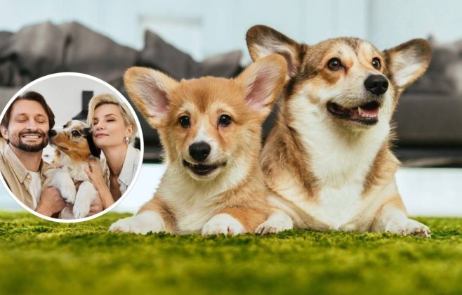 amor-incondicional:-a-profunda-ligacao-emocional-entre-caes-e-humanos