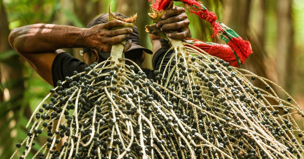 cnn-na-cop30:-veja-o-processo-de-producao-do-acai