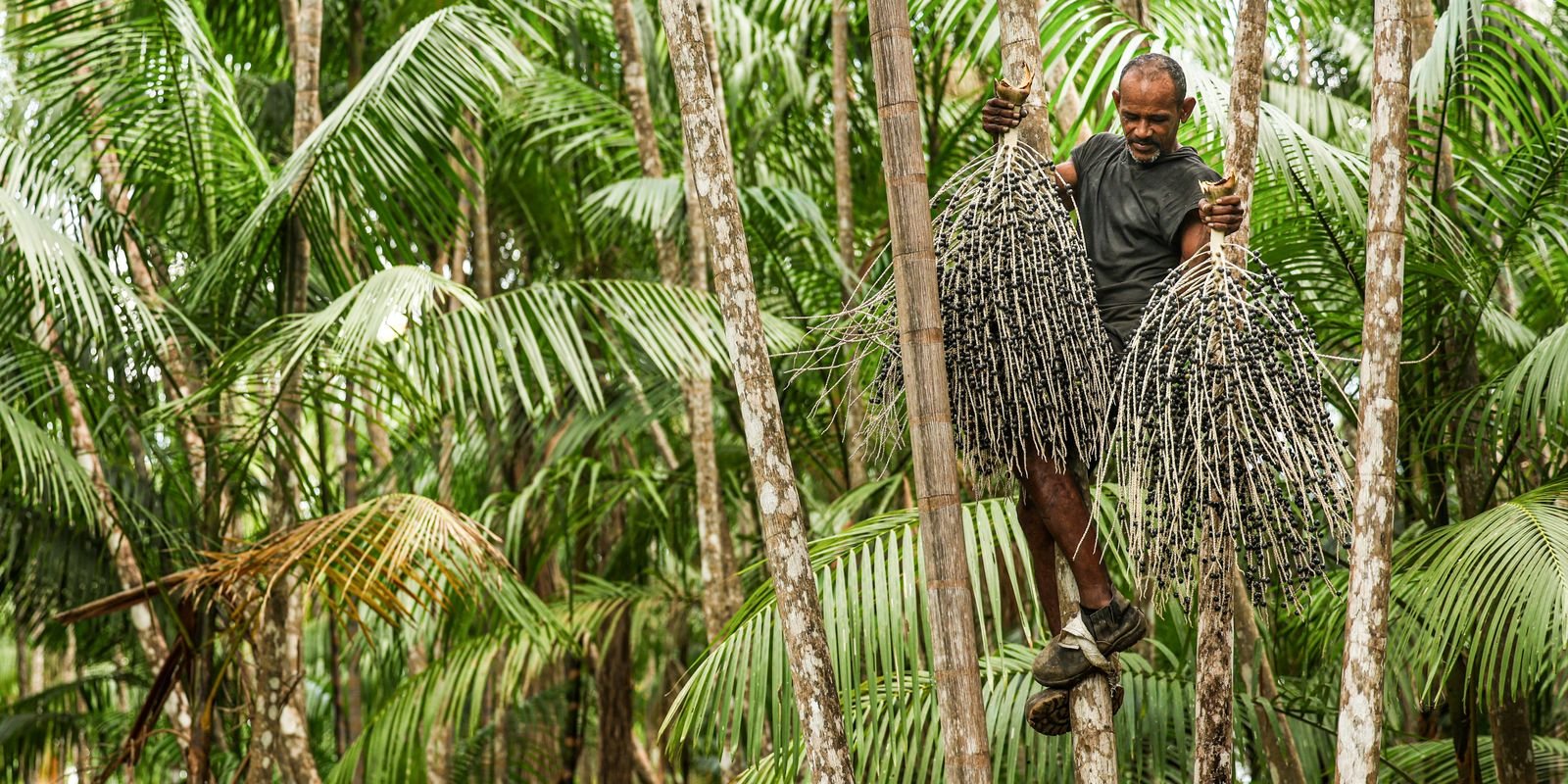 agrofloresta-e-saida-para-restauracao-de-areas-degradadas-na-pecuaria