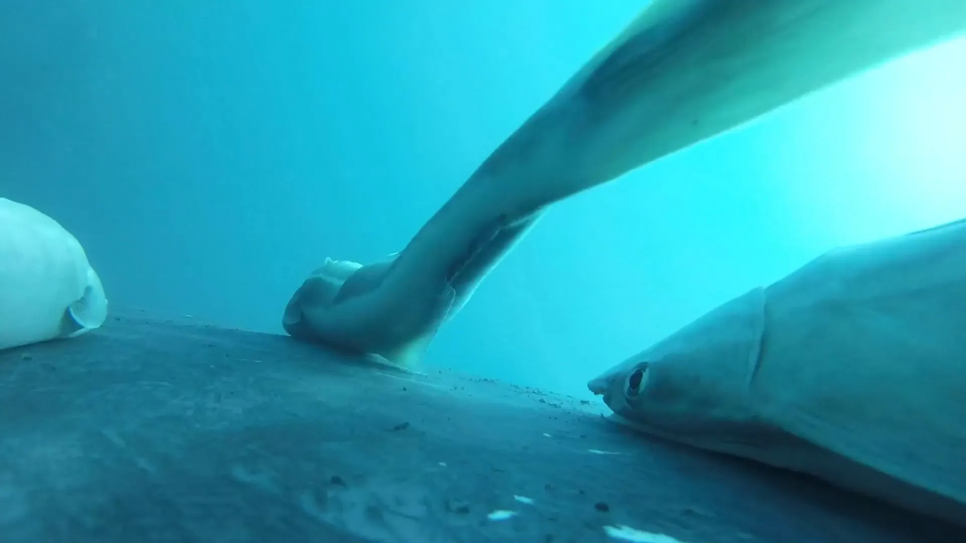 remoras-“surfam”-em-baleias-jubarte-na-australia;-veja-as-imagens