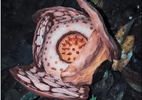 cientistas-acham-flor-gigante-rarissima-na-indonesia;-pesquisador-chora