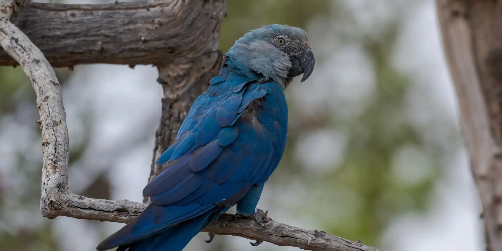 icmbio-informa-que-11-ararinhas-azuis-foram-detectadas-com-circovirus