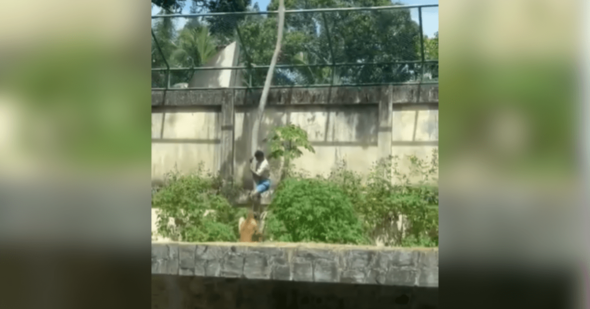 veja-momento-em-que-leoa-ataca-homem-que-invadiu-jaula-em-zoologico-na-pb
