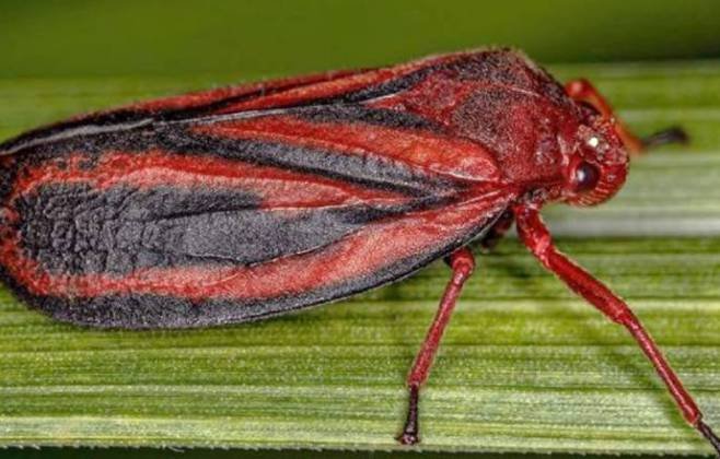 pesquisa-identifica-nova-especie-de-inseto-que-ataca-lavouras-de-cana-de-acucar