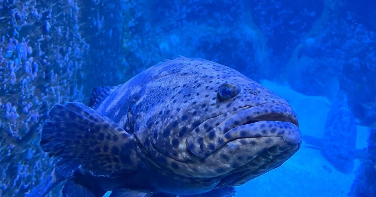 especie-de-12-milhoes-de-anos,-maior-peixe-osseo-do-mundo-faz-exames-em-sp