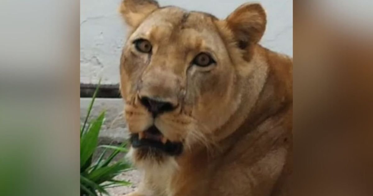 zoologico-na-paraiba-segue-fechado-apos-morte-de-visitante;-leoa-esta-bem