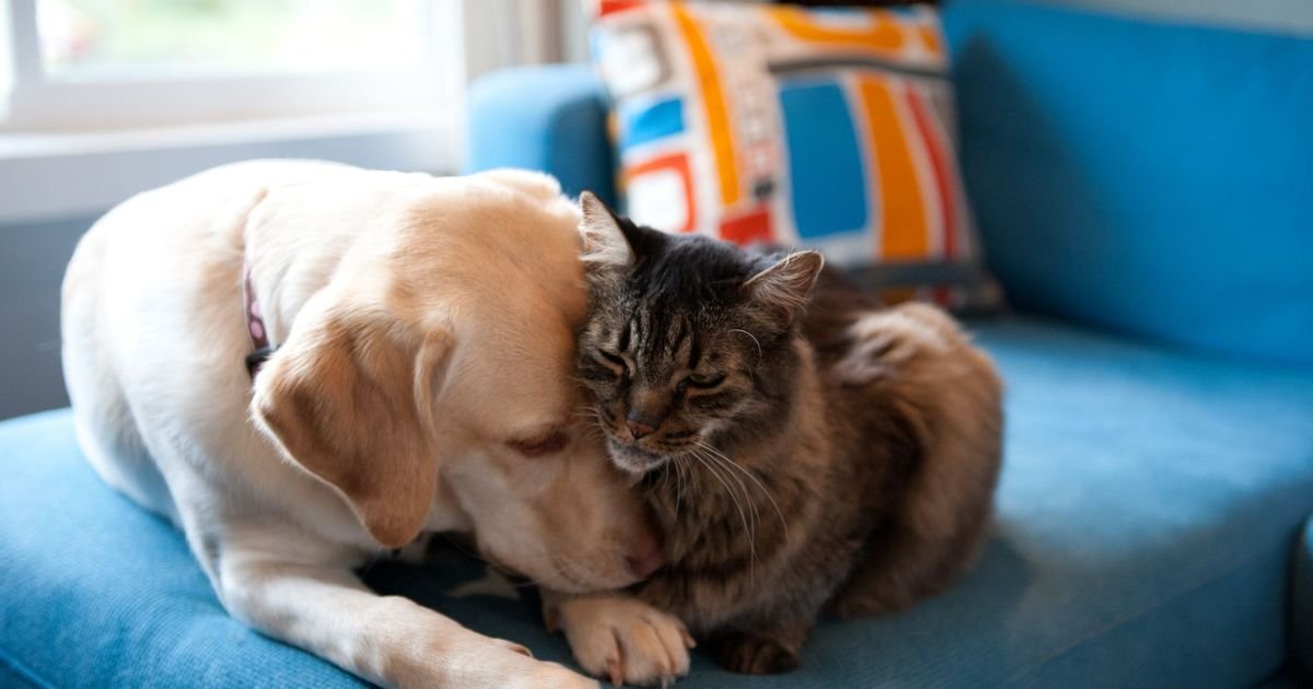 alesp-aprova-projeto-que-permite-sepultamento-de-caes-e-gatos-em-jazigos
