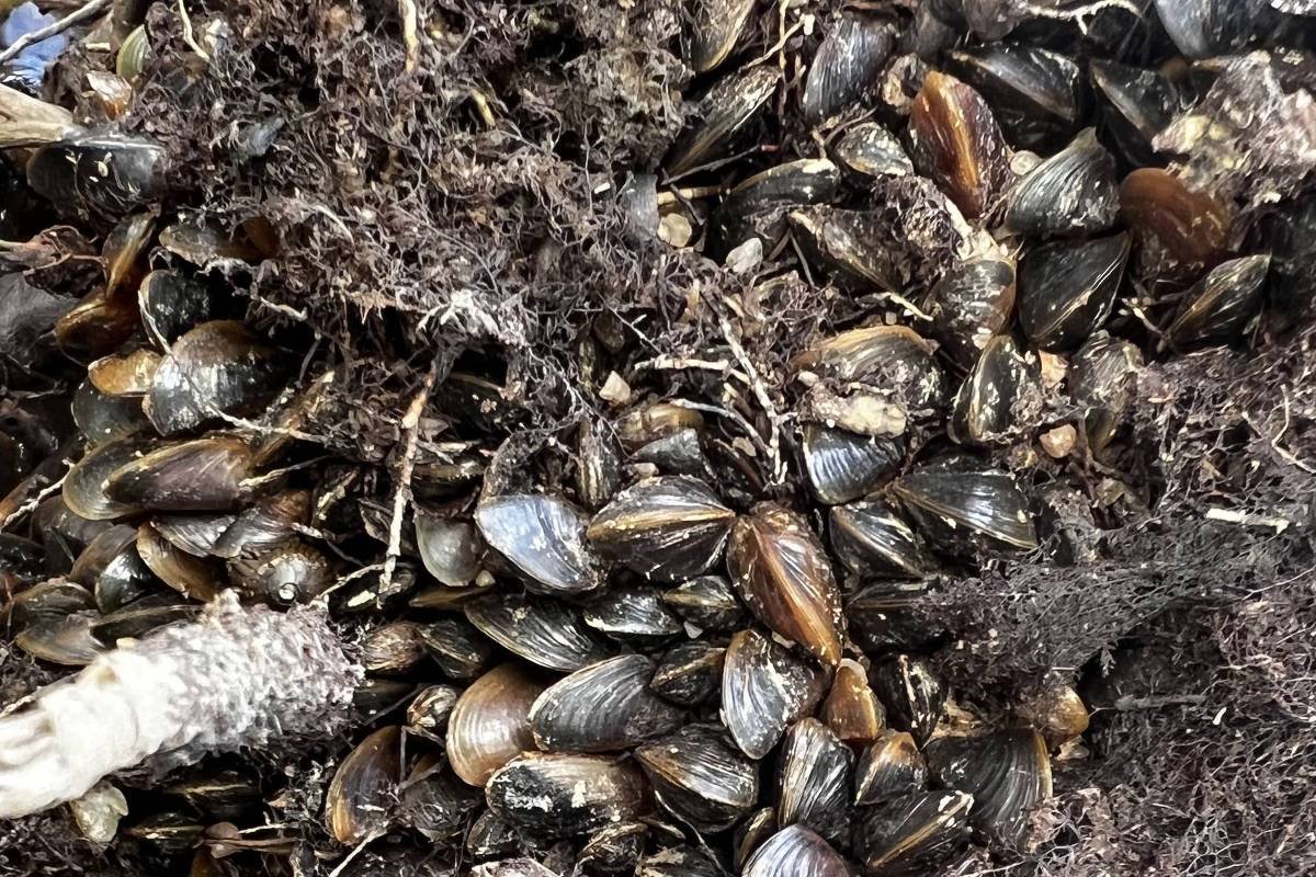 mexilhao-invasor-se-adapta-a-rios-da-amazonia-e-ameaca-biodiversidade