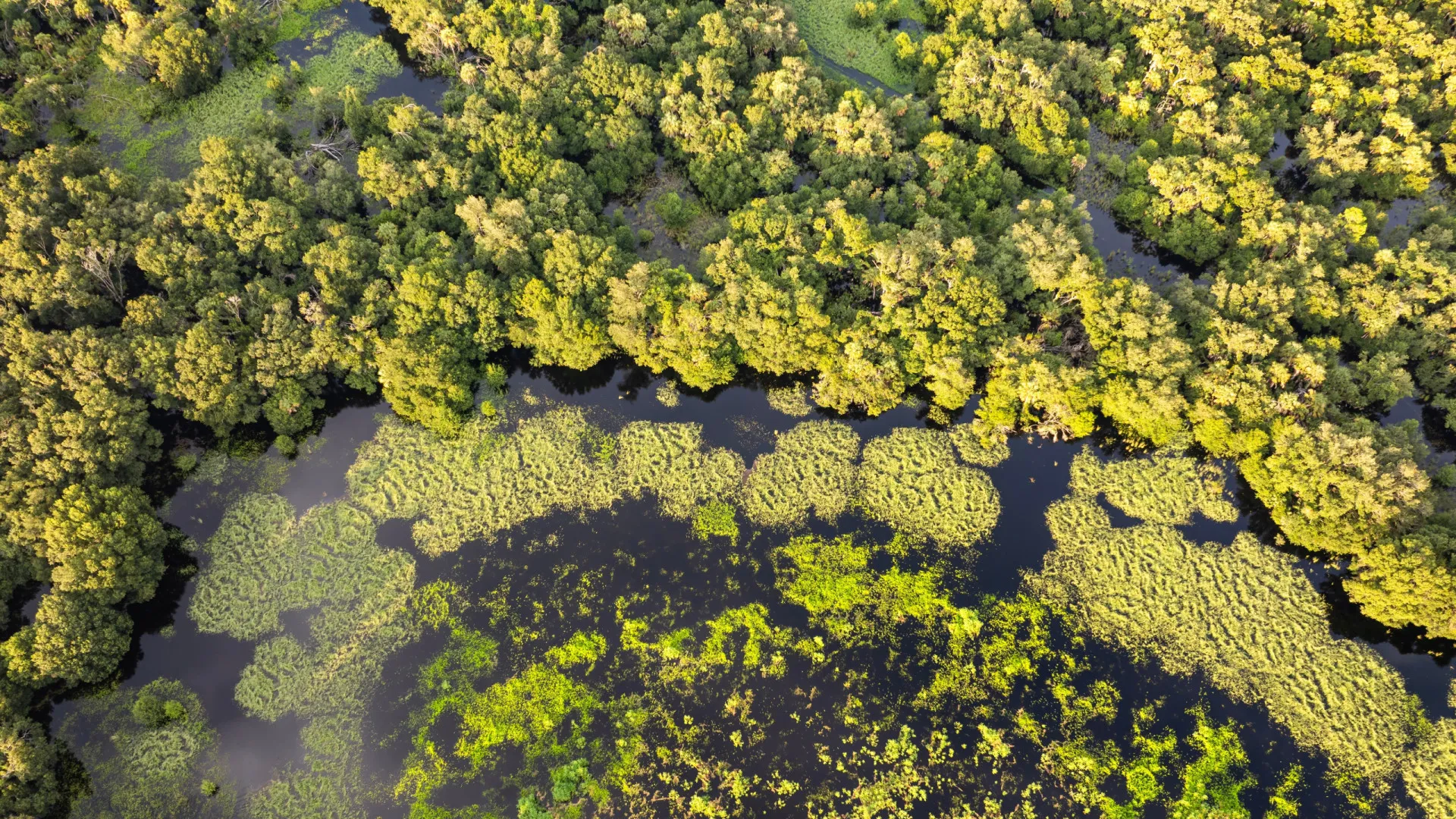 por-que-bacterias-carnivoras-e-mortais-estao-se-espalhando-tanto-ultimamente
