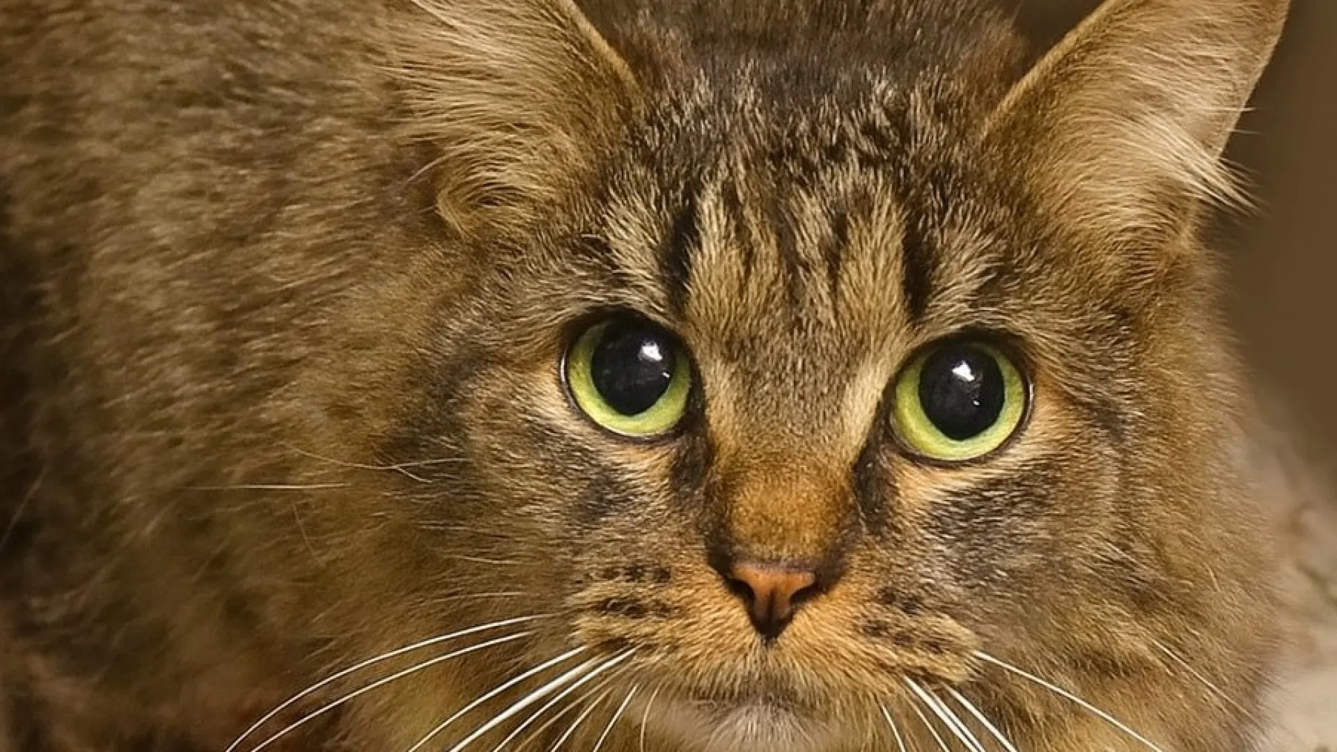 gata-desaparecida-ha-443-dias-volta-a-casa-nos-eua.-“milagre-de-natal”