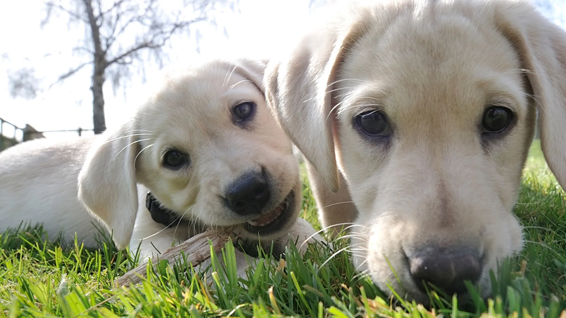 genios:-o-ranking-das-racas-de-cachorros-mais-inteligentes