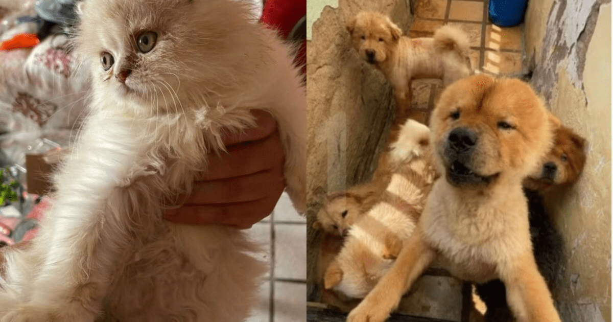 suspeita-de-maus-tratos-a-121-animais-e-presa-no-ma-apos-investigacao-no-ce