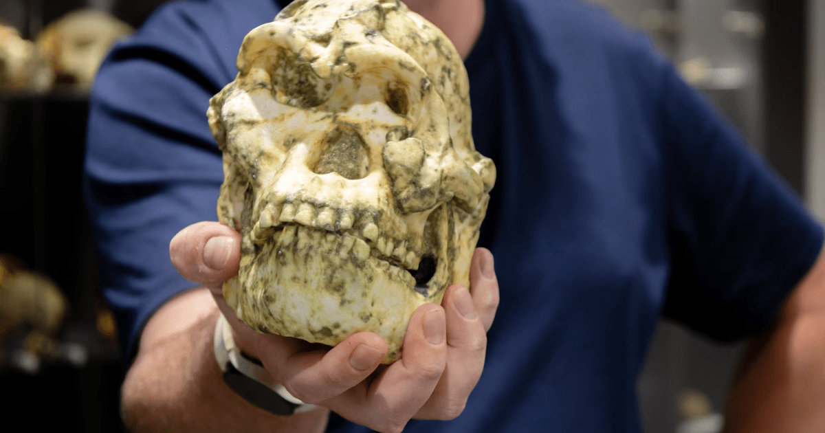 sera-que-o-fossil-little-foot-e-uma-nova-especie-humana-ancestral?-entenda