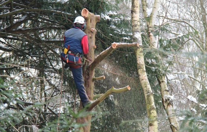lei-permite-poda-ou-corte-de-arvores-quando-orgao-ambiental-se-omite