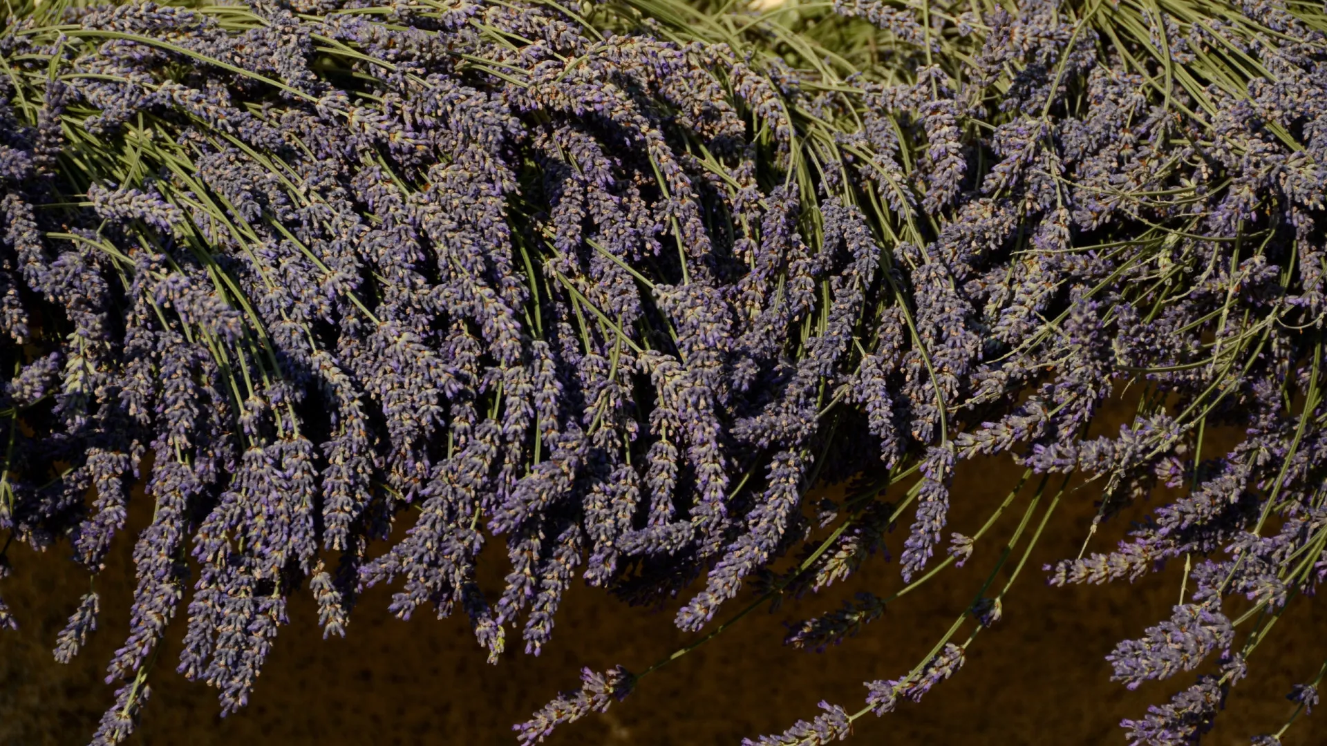 plantas-que-atraem-dinheiro-e-boa-sorte-para-sua-casa