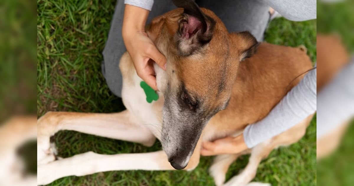 mulher-que-fez-sexo-com-cachorro-e-investigada-pela-policia-no-parana