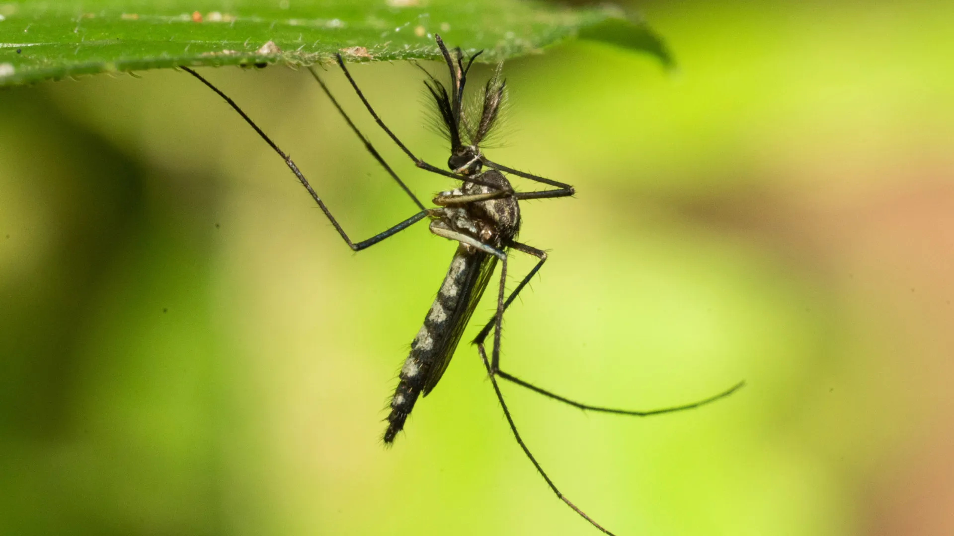 europa-bate-recorde-de-doencas-transmitidas-por-mosquitos